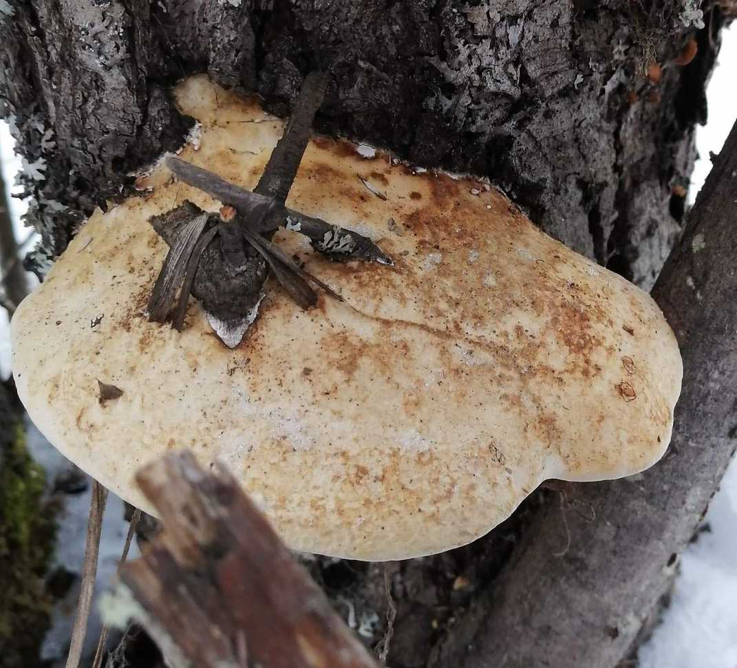 Diamond Willow / Northern / Wikmasigan FUNGUS (Haploporus odorus