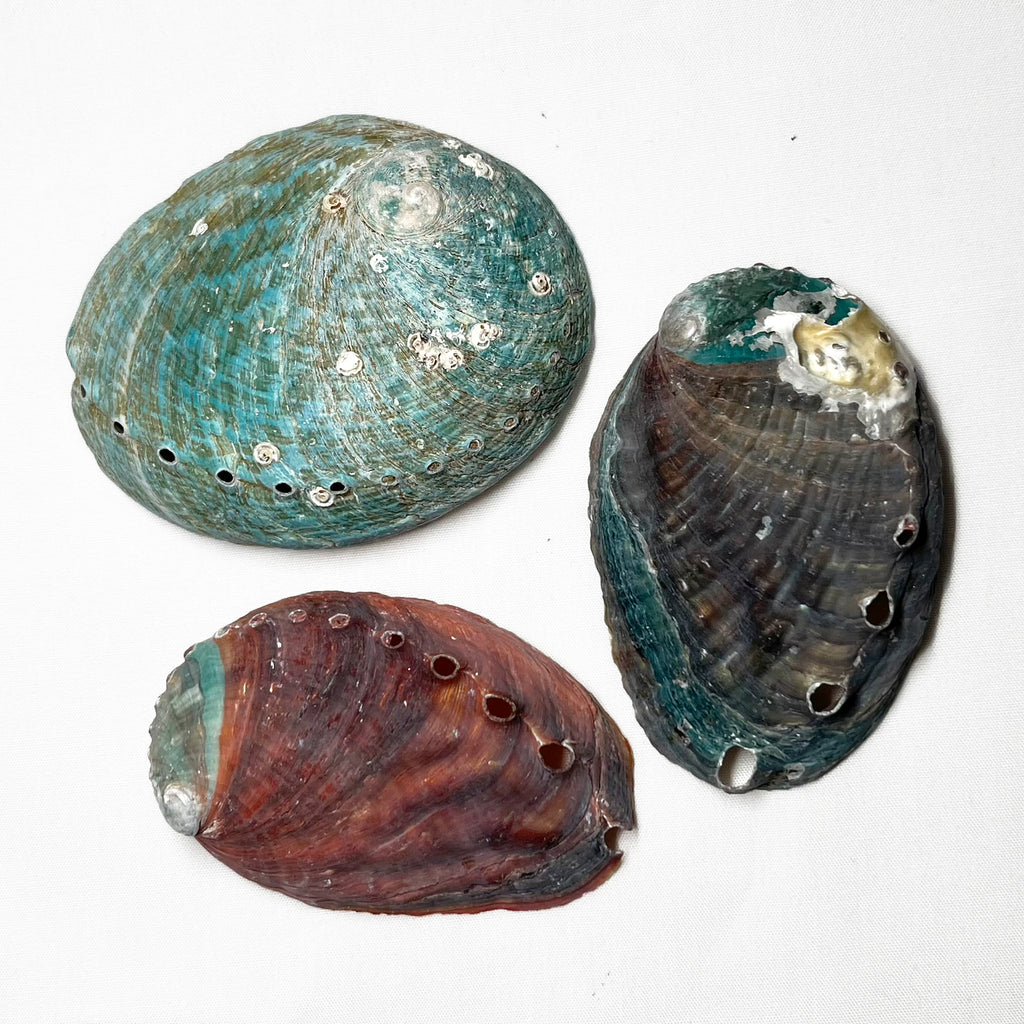 Abalone Shell (Blue/Green) (1 pc)