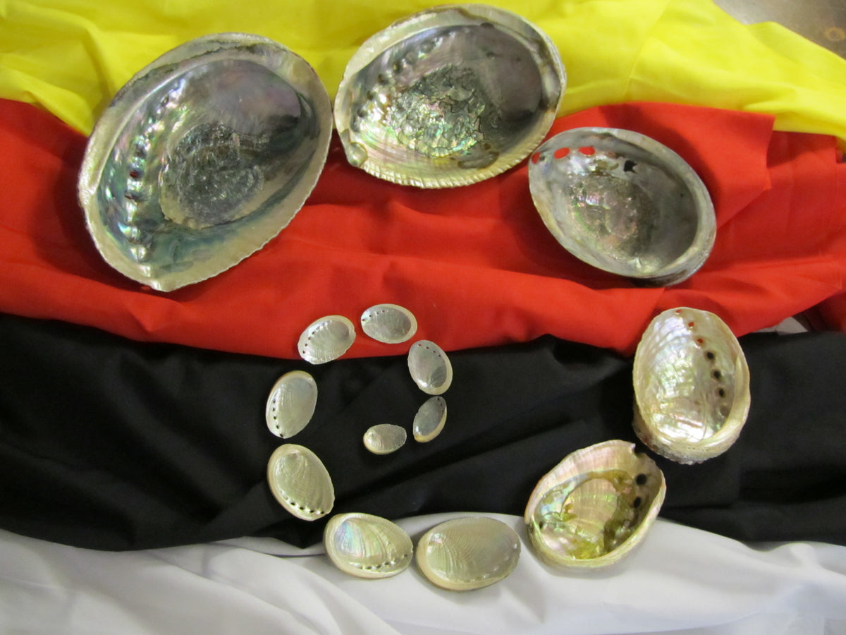 Shells – Turtle Lodge Trading Post Inc