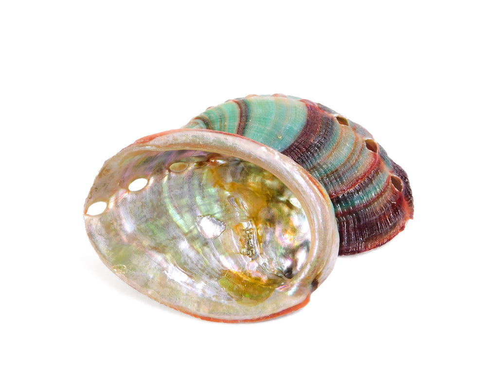 Abalone Shell (Red) (1 pc)