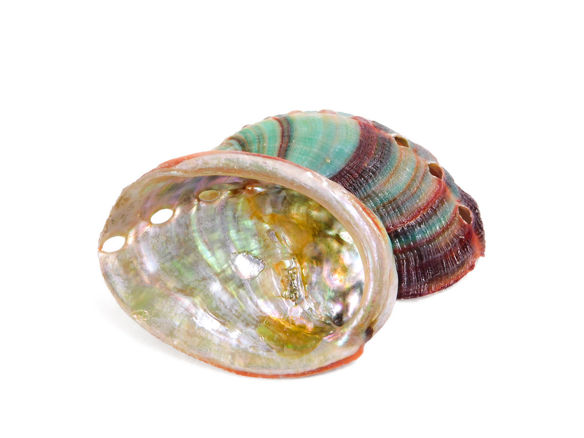 Abalone Shell (Red) (1 pc) – Turtle Lodge Trading Post Inc