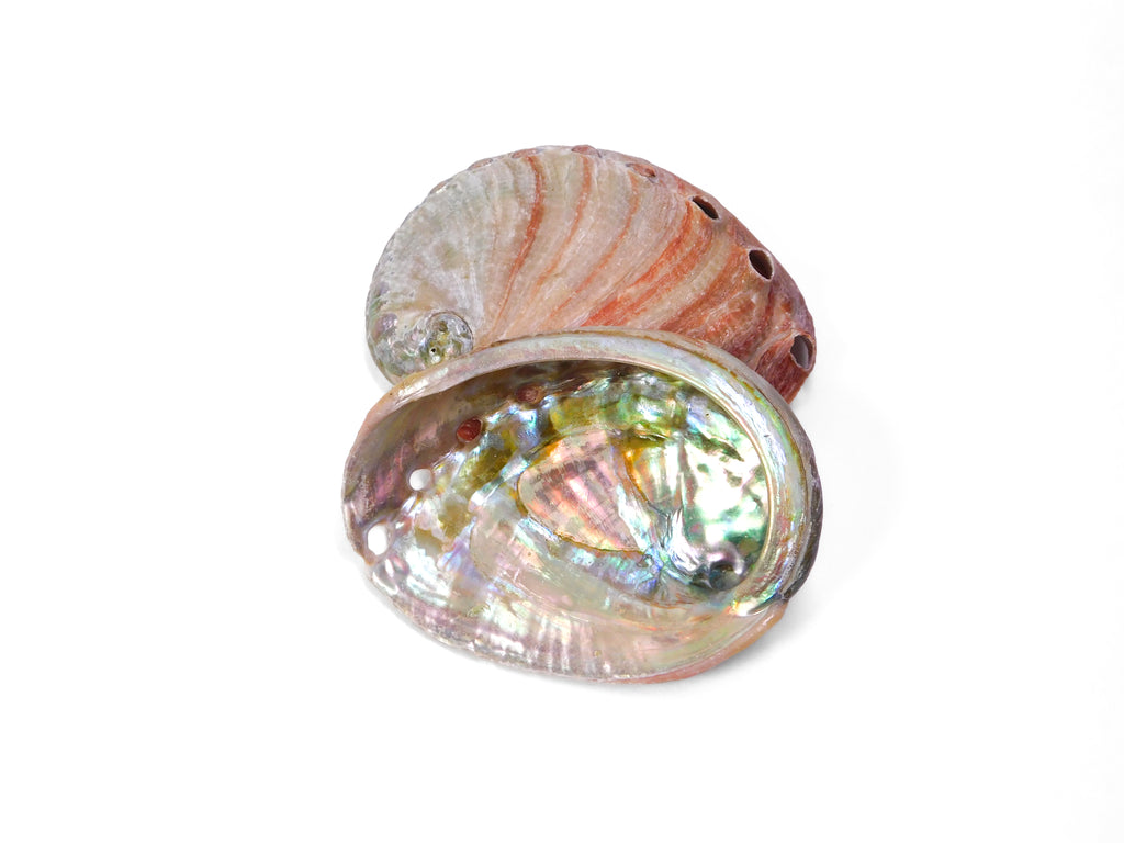 Abalone Shell (Red) (1 pc)