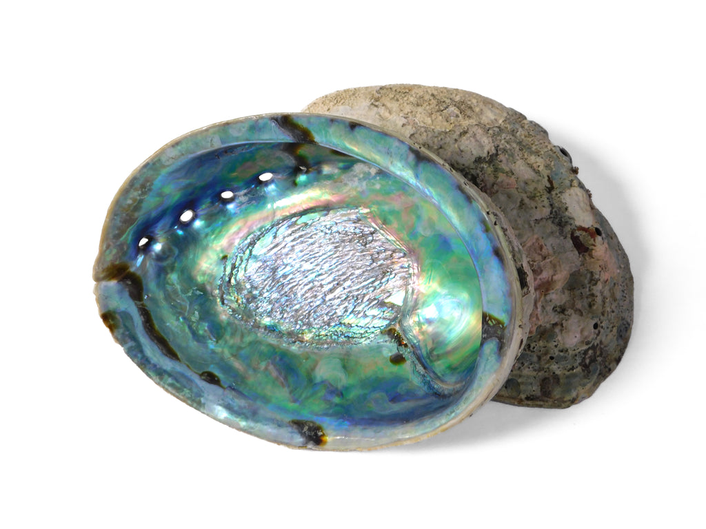 Abalone Shell (Blue Paua) (1 pc)