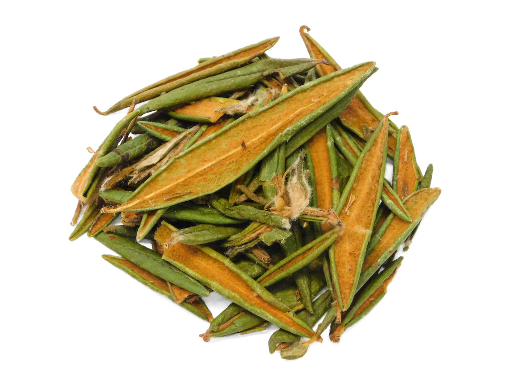 Labrador Tea (Rhododendron groenlandicum )