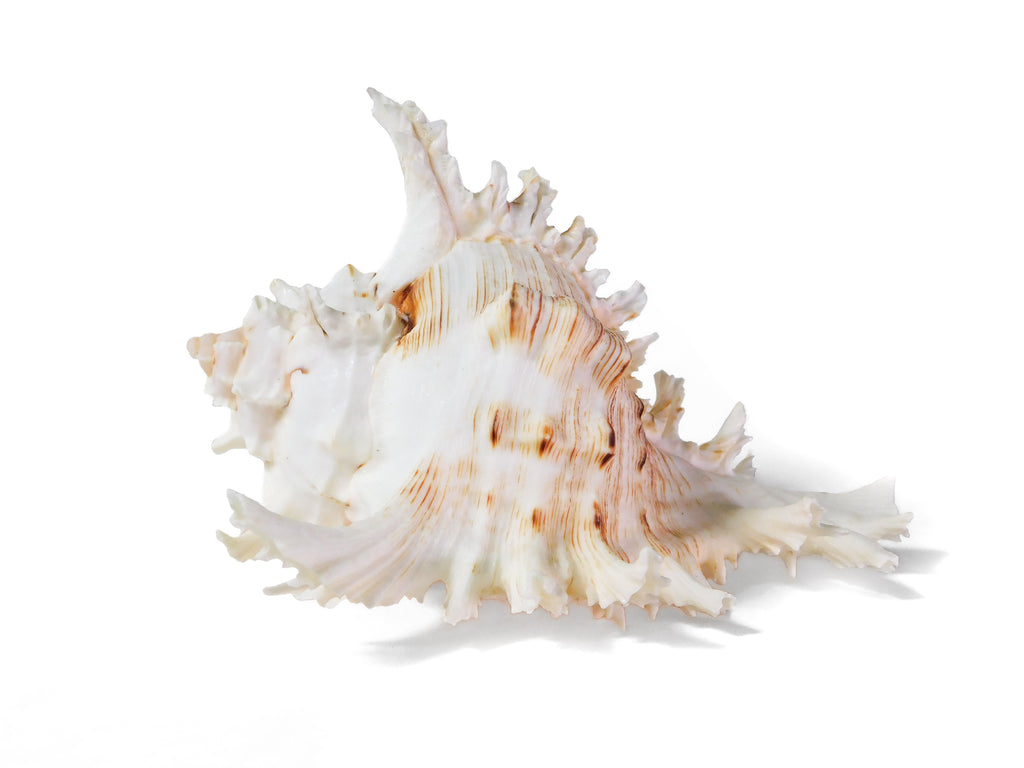 SHELL - Murex Ramosus 4-5" / 10-13 cm