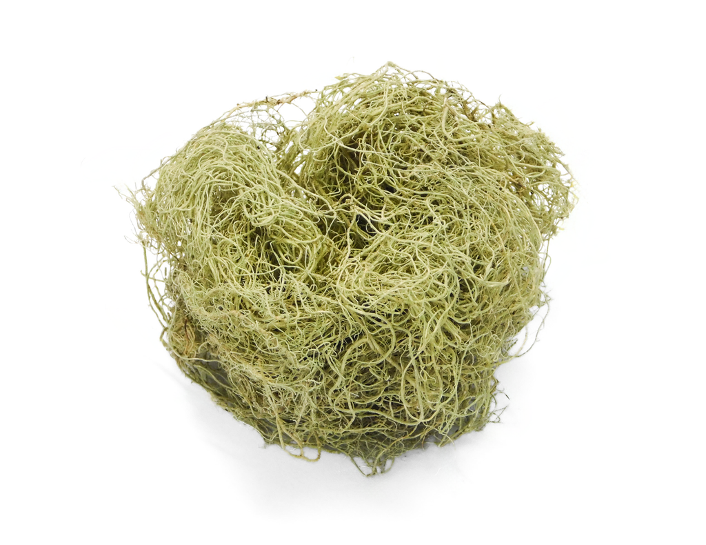 Usnea / Old Man's Beard (usnea spp.)