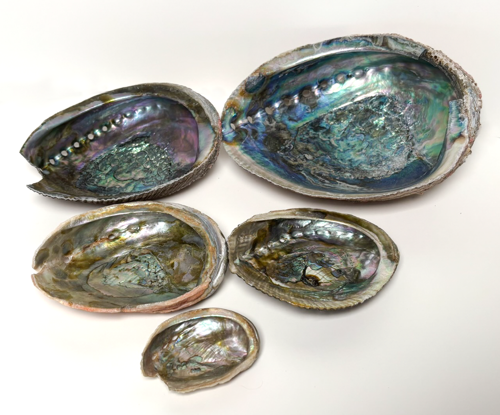 Abalone Shell - B GRADE (1 pc)