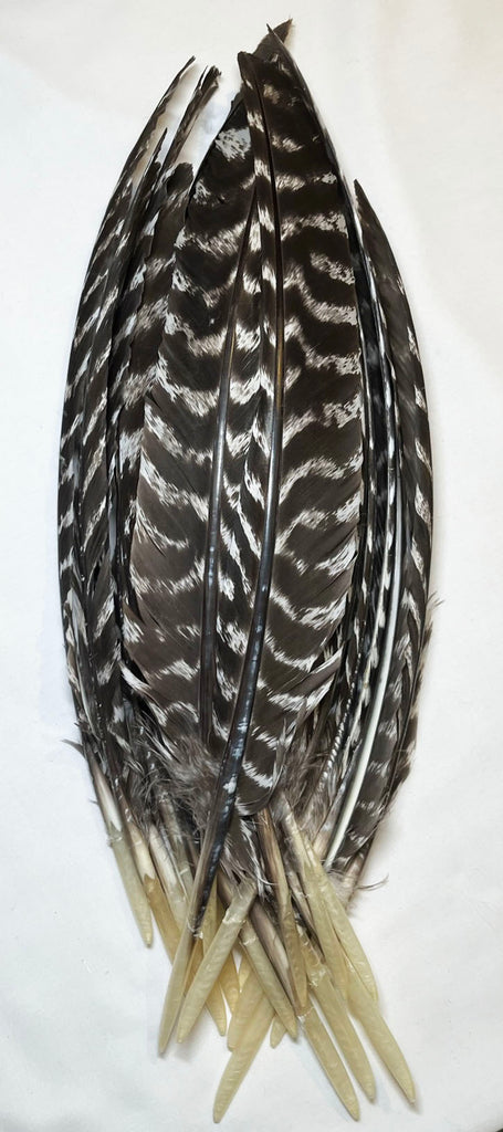 Feathers - Turkey (Brown & Barred) Wing Pointer (1 pcs)