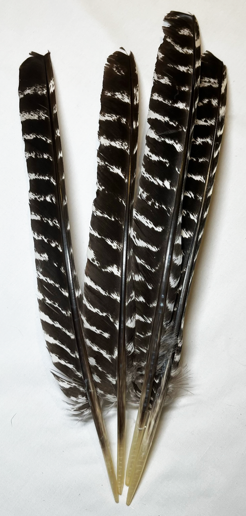 Feathers - Turkey Wing Pointer (1 pcs)
