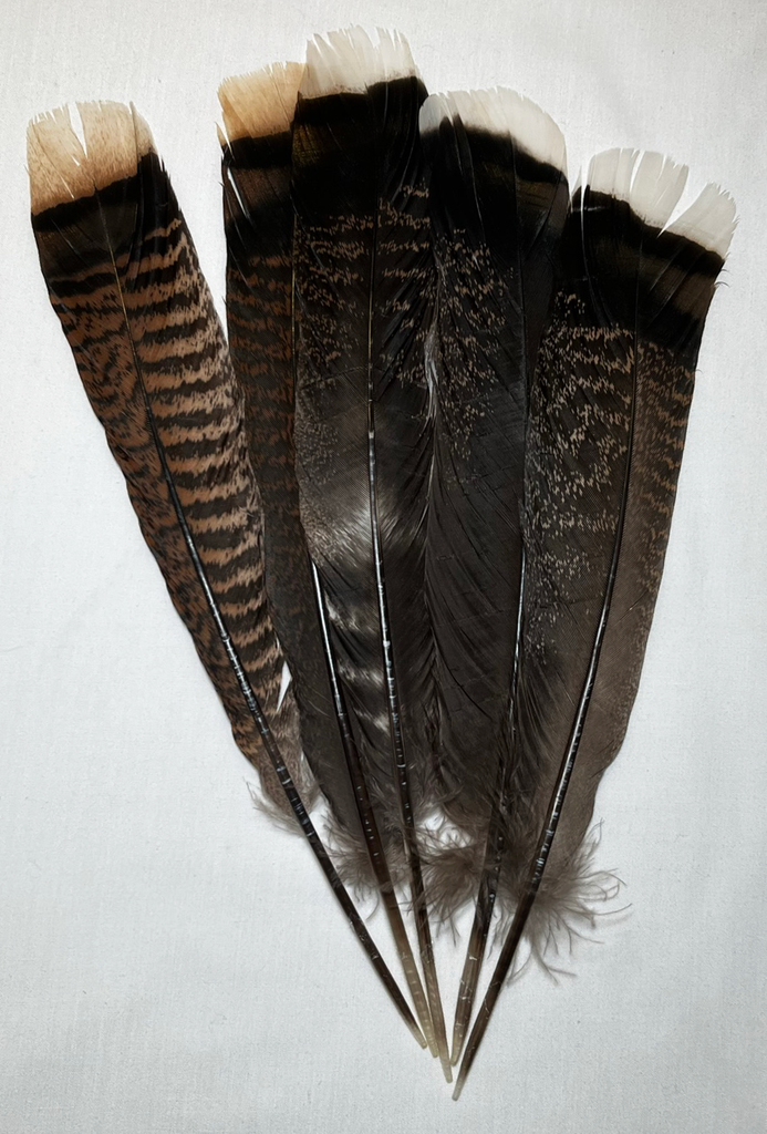 Feathers - Turkey Tails (1 pcs)