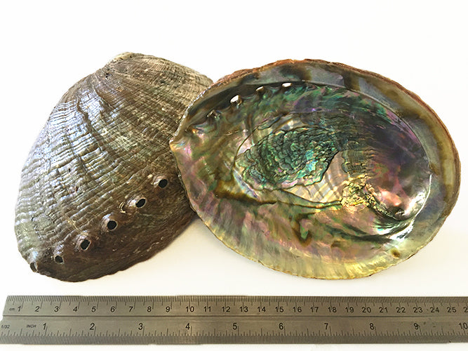 Abalone Shell (Blue/Green) (1 pc) – Turtle Lodge Trading Post Inc