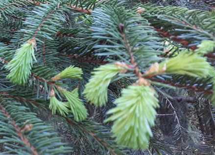 Spruce Tips DRIED