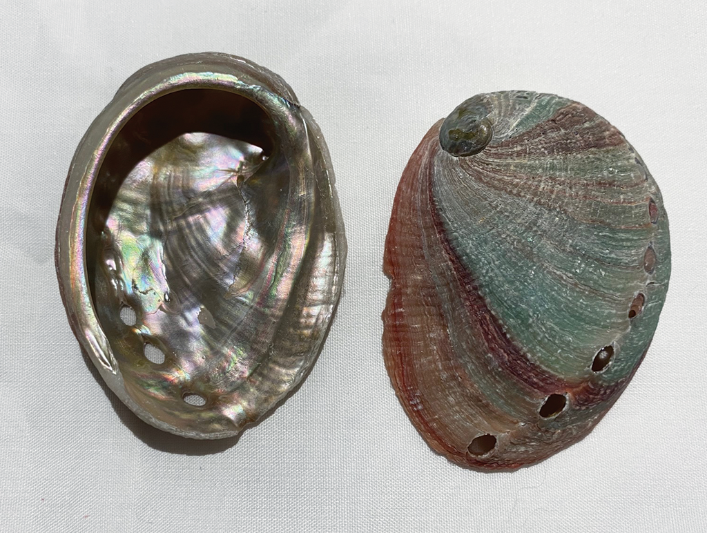 Abalone Shell (Assorted Mini Shells) (under 2") (1 pcs)