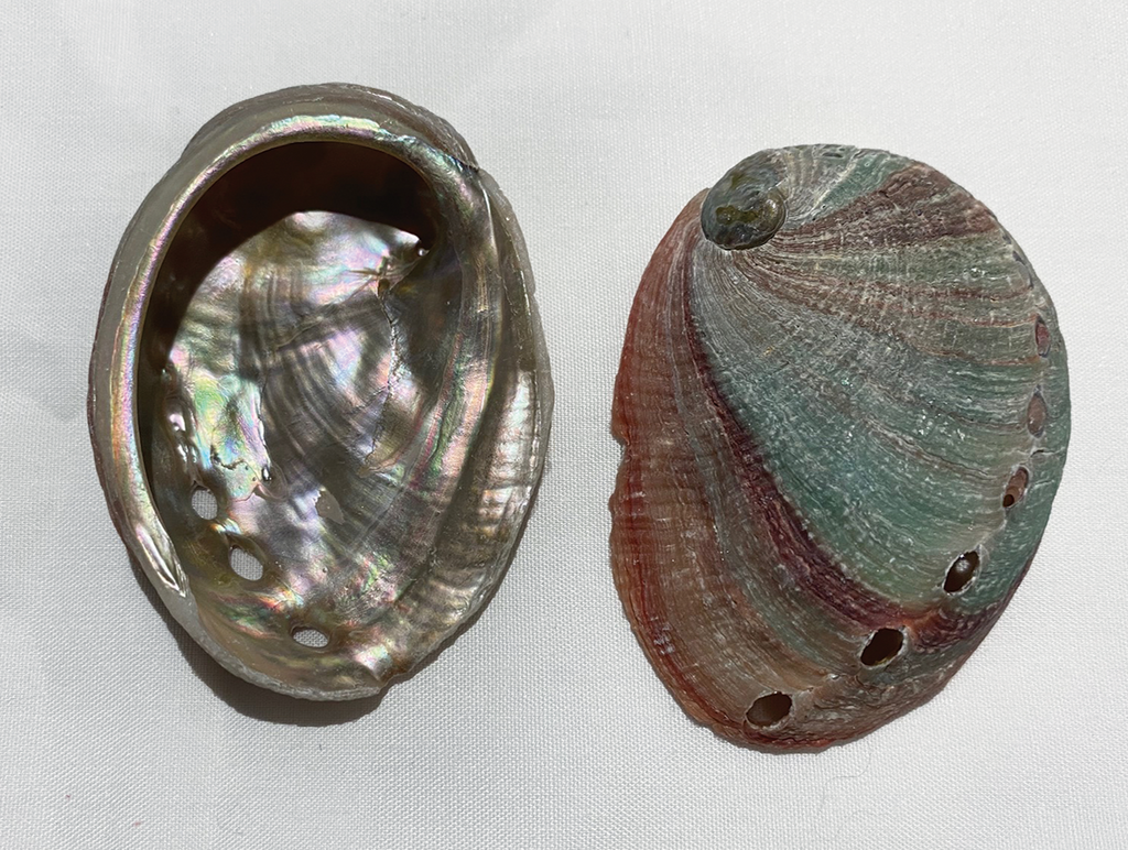 Albone Shells Abalone Shell (Assorted Mini Shells) (under 2