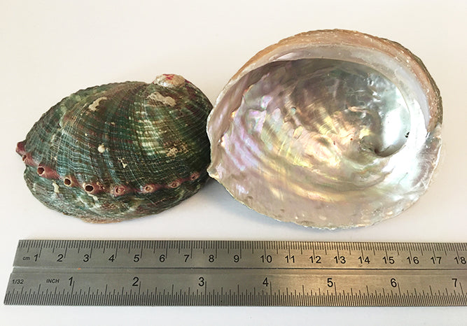 Abalone Shell (Cup) (1 pc)