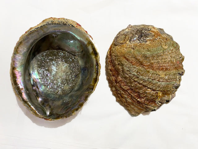 Abalone Shell (Pink) (1 pc)