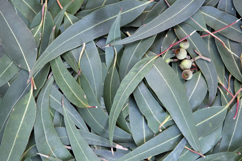 Eucalyptus Leaves (eucalyptus globulus)