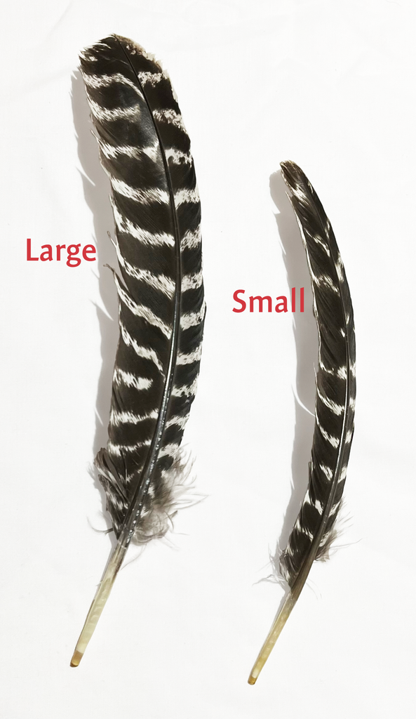 Feathers - Turkey (Barred) Wing Round (1 pcs)