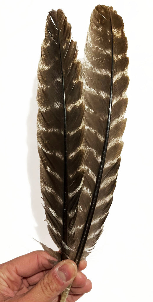 Feathers - Turkey (Barred) Wing Round (1 pcs)