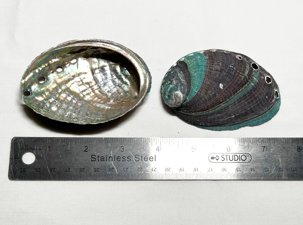 Abalone Shell (Blue/Green) (1 pc)