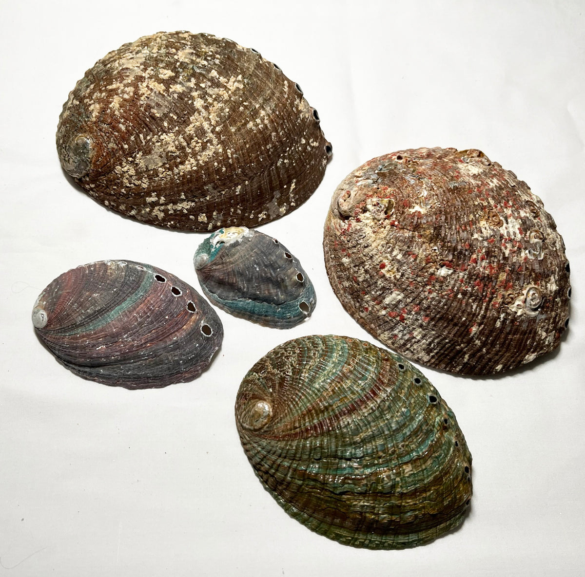 Abalone Shell (Blue/Green) (1 pc) – Turtle Lodge Trading Post Inc