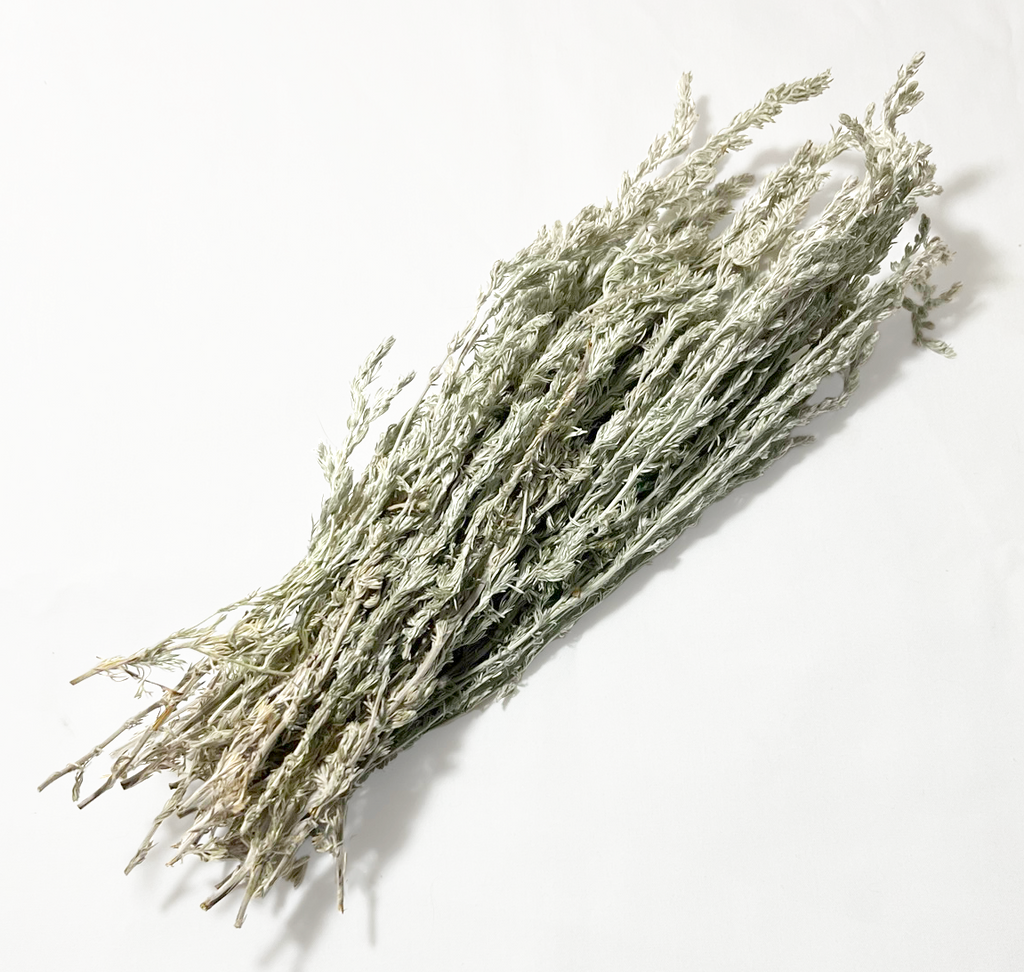 Fringe Sage/Prairie Sagewort (Leaves & Flowers) (Artemisia frigida)